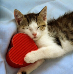 heart health cat sleeping